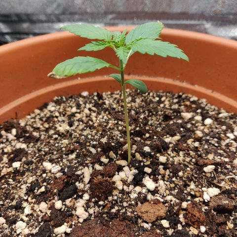 OG Kush Autoflowering growlog timeline photo
