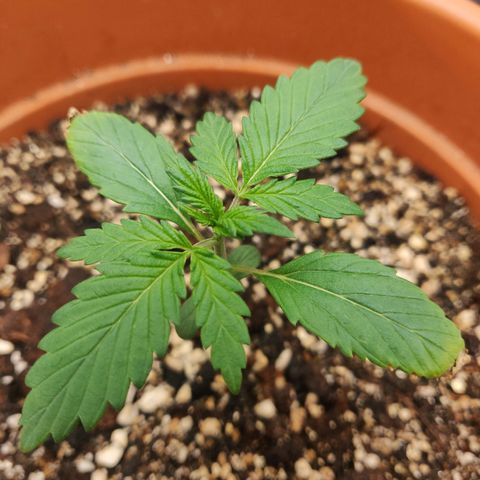 OG Kush Autoflowering growlog timeline photo