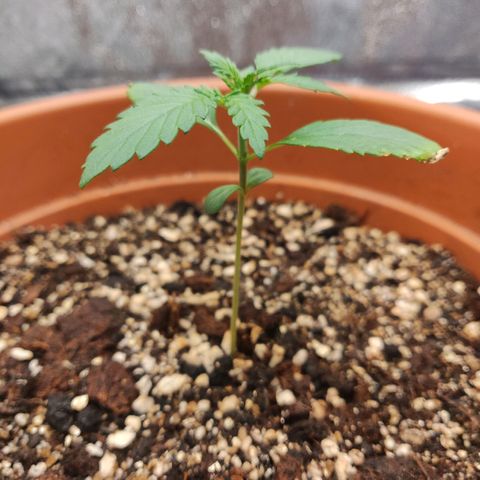 OG Kush Autoflowering growlog timeline photo