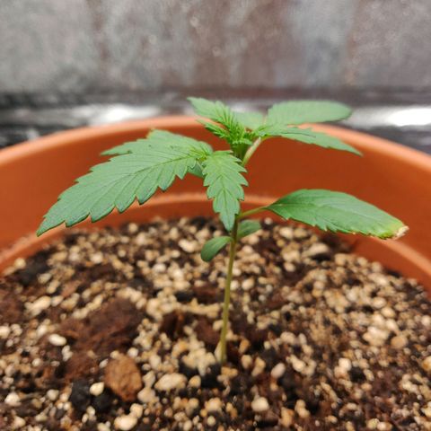 OG Kush Autoflowering growlog timeline photo