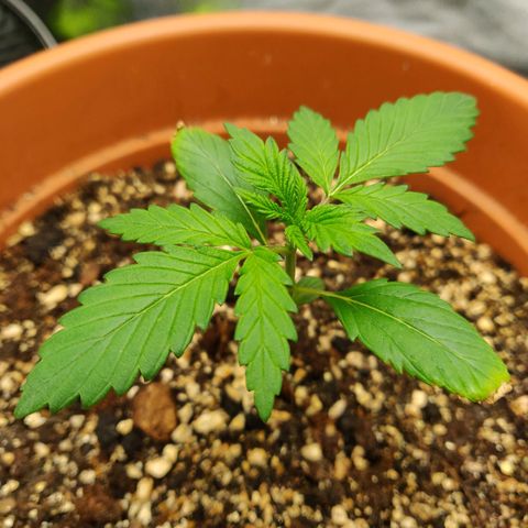 OG Kush Autoflowering growlog timeline photo