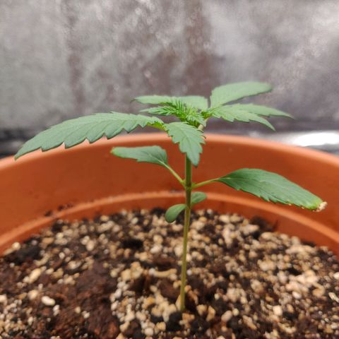 OG Kush Autoflowering growlog timeline photo