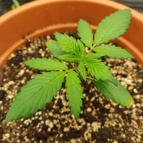 OG Kush Autoflowering growlog timeline photo