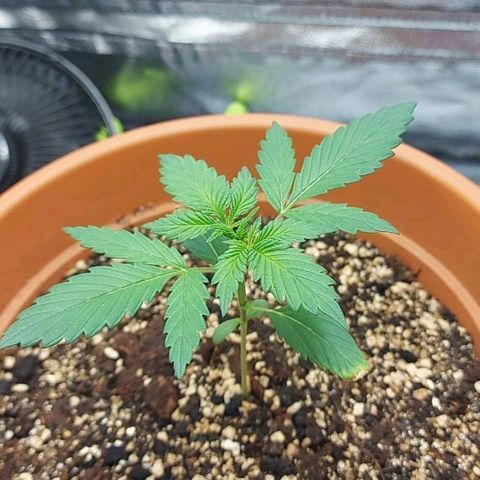 OG Kush Autoflowering growlog timeline photo