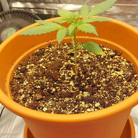 OG Kush Autoflowering growlog timeline photo