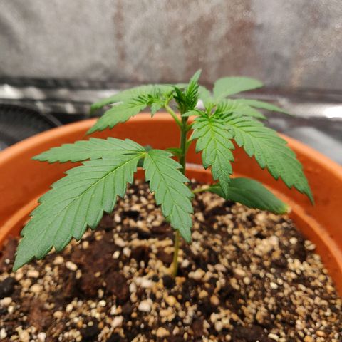 OG Kush Autoflowering growlog timeline photo