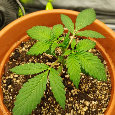 OG Kush Autoflowering growlog timeline photo
