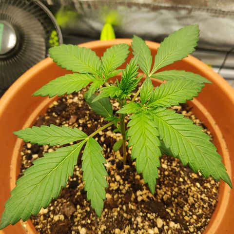 OG Kush Autoflowering growlog timeline photo