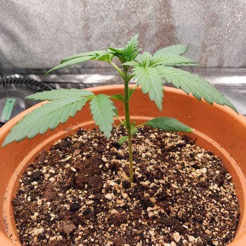 OG Kush Autoflowering growlog timeline photo