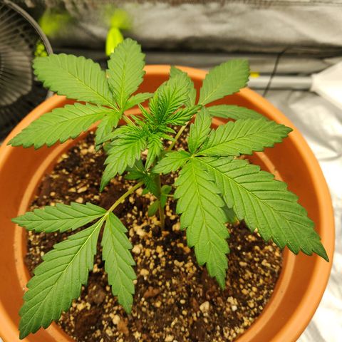 OG Kush Autoflowering growlog timeline photo