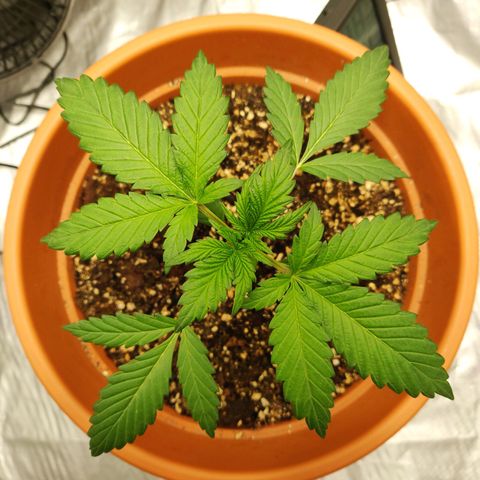 OG Kush Autoflowering growlog timeline photo