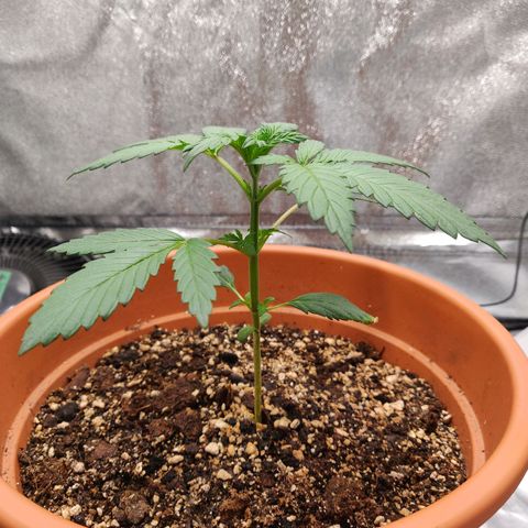 OG Kush Autoflowering growlog timeline photo