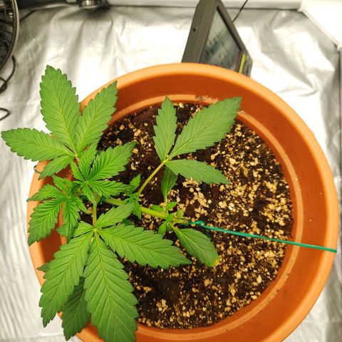 OG Kush Autoflowering growlog timeline photo