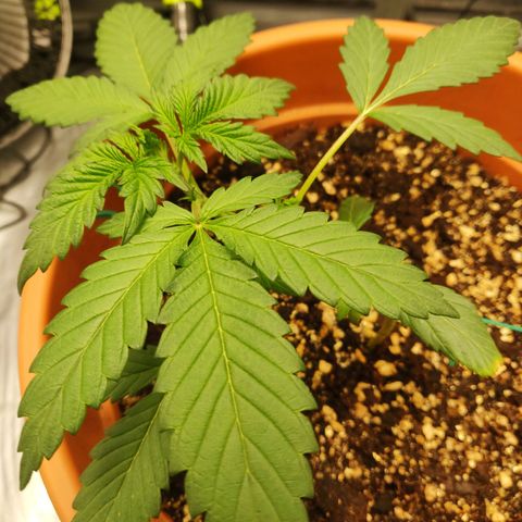OG Kush Autoflowering growlog timeline photo