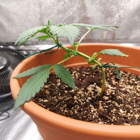 OG Kush Autoflowering growlog timeline photo