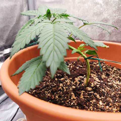 OG Kush Autoflowering growlog timeline photo