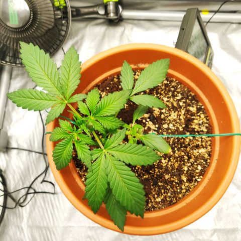 OG Kush Autoflowering growlog timeline photo