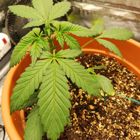 OG Kush Autoflowering growlog timeline photo
