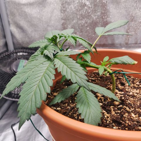 OG Kush Autoflowering growlog timeline photo