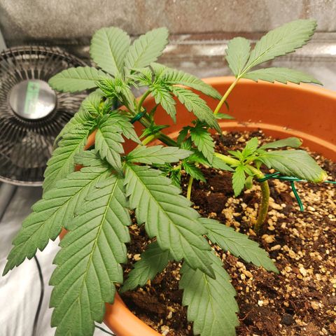 OG Kush Autoflowering growlog timeline photo