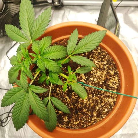 OG Kush Autoflowering growlog timeline photo