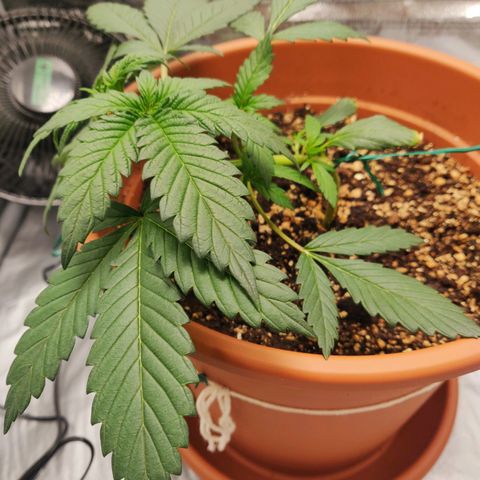 OG Kush Autoflowering growlog timeline photo