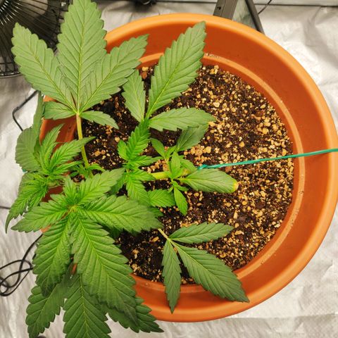 OG Kush Autoflowering growlog timeline photo