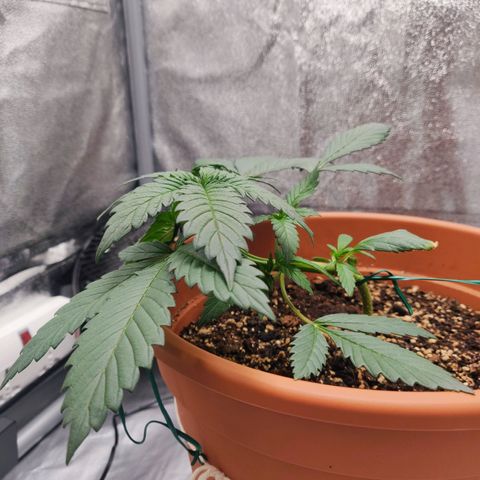 OG Kush Autoflowering growlog timeline photo