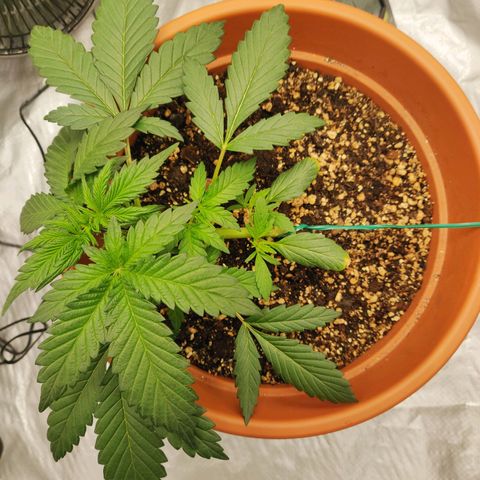 OG Kush Autoflowering growlog timeline photo