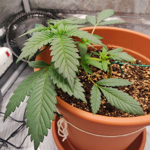 OG Kush Autoflowering growlog timeline photo