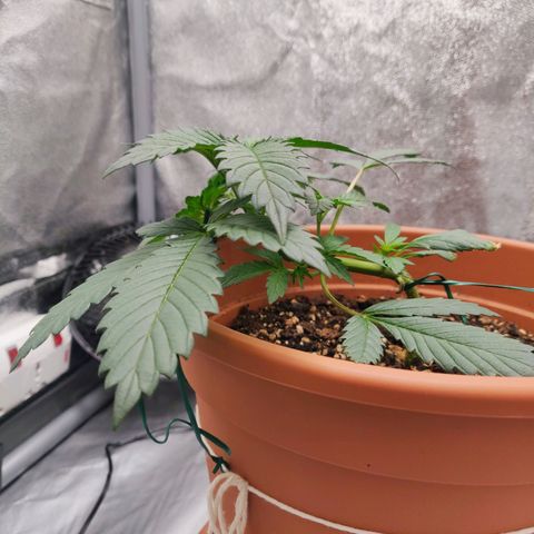 OG Kush Autoflowering growlog timeline photo