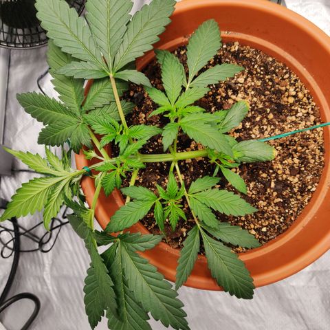 OG Kush Autoflowering growlog timeline photo