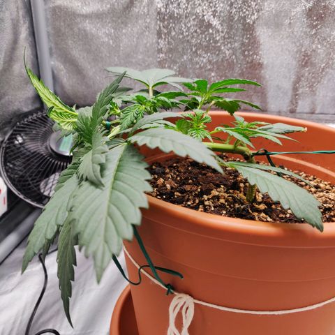 OG Kush Autoflowering growlog timeline photo