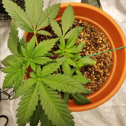 OG Kush Autoflowering growlog timeline photo