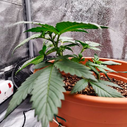 OG Kush Autoflowering growlog timeline photo