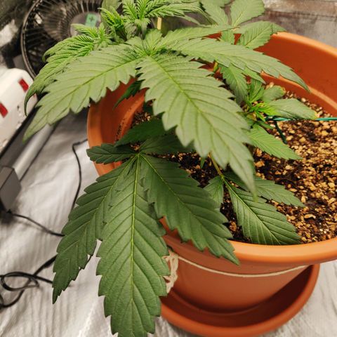 OG Kush Autoflowering growlog timeline photo