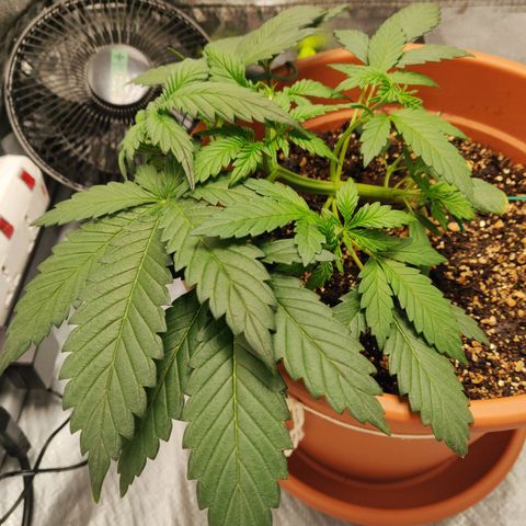 OG Kush Autoflowering growlog timeline photo