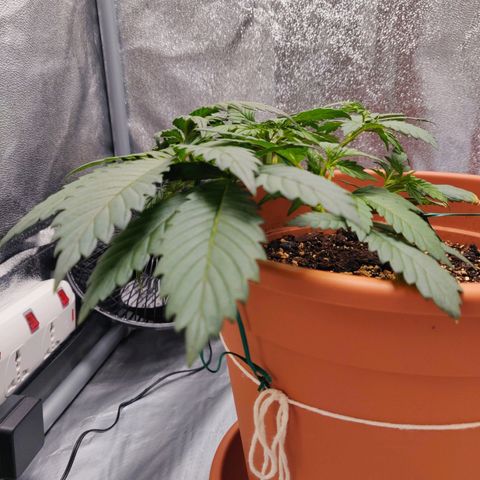 OG Kush Autoflowering growlog timeline photo