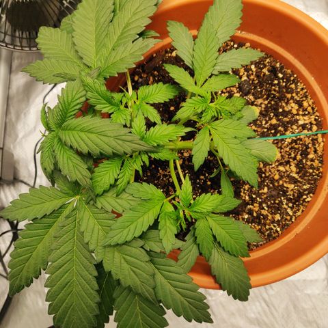 OG Kush Autoflowering growlog timeline photo