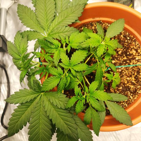 OG Kush Autoflowering growlog timeline photo