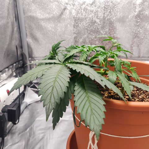 OG Kush Autoflowering growlog timeline photo