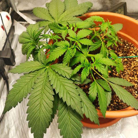 OG Kush Autoflowering growlog timeline photo