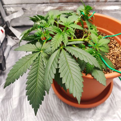 OG Kush Autoflowering growlog timeline photo