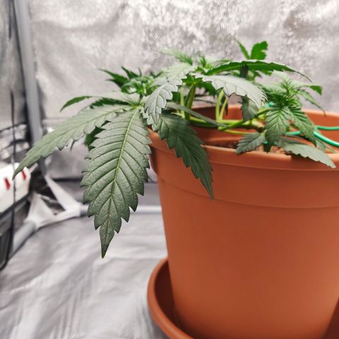 OG Kush Autoflowering growlog timeline photo