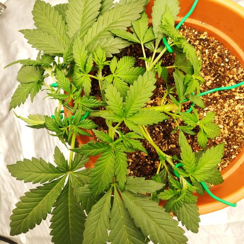 OG Kush Autoflowering growlog timeline photo