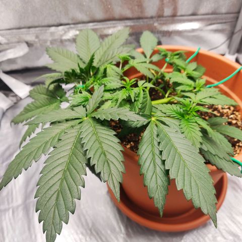 OG Kush Autoflowering growlog timeline photo