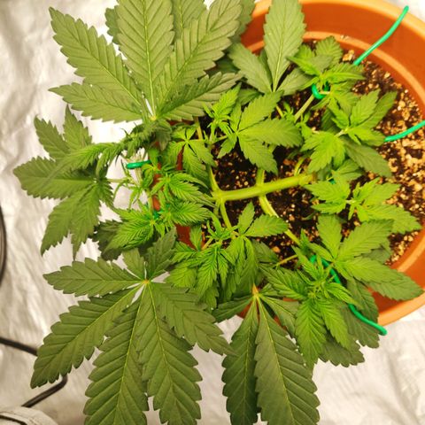 OG Kush Autoflowering growlog timeline photo
