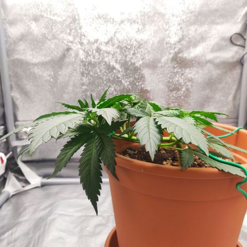 OG Kush Autoflowering growlog timeline photo