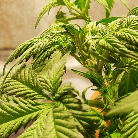 OG Kush Autoflowering growlog timeline photo