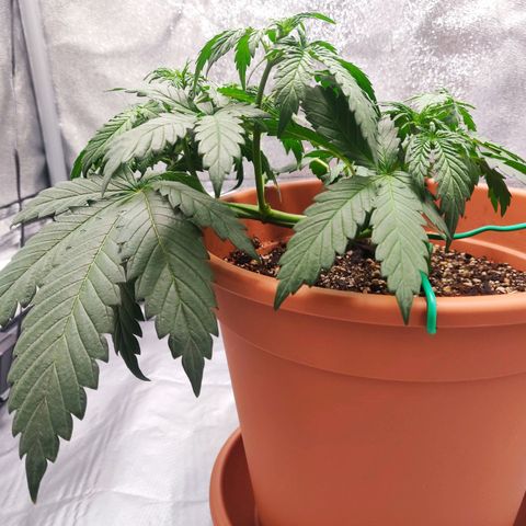OG Kush Autoflowering growlog timeline photo